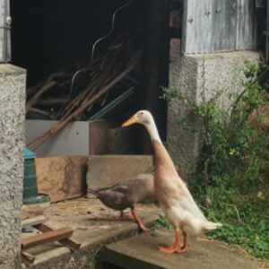 Canard coureur indien