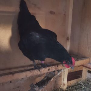 Poule de Janzé